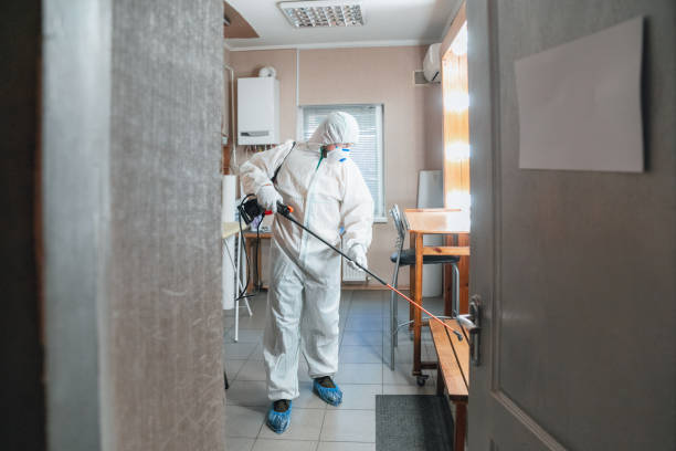 Best Black Mold Removal  in Seabrook, TX
