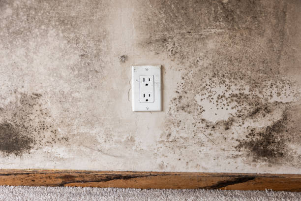 Best Industrial Mold Remediation  in Seabrook, TX